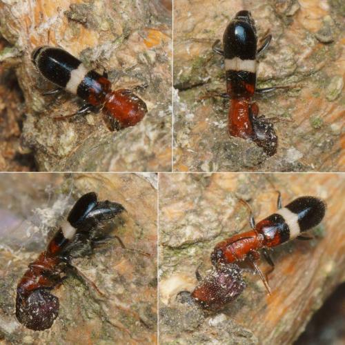 Denops albofasciatus